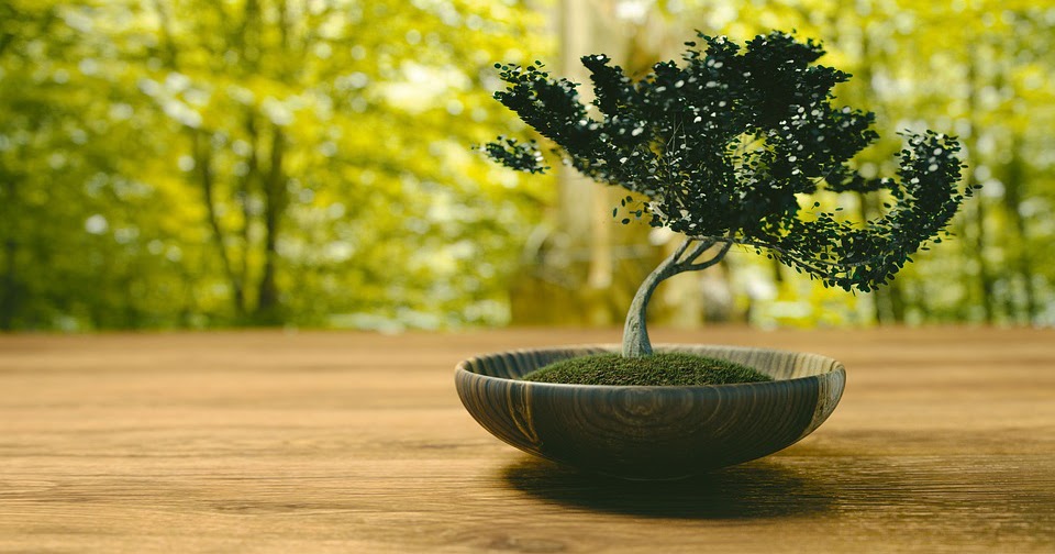 Bonsai Tree Care Tips And Tricks Practical Tips