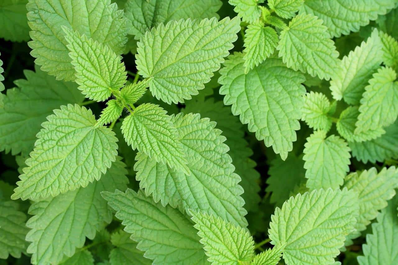 Use Stinging Nettle Against Aphids - This Is How It Works. - Practical Tips