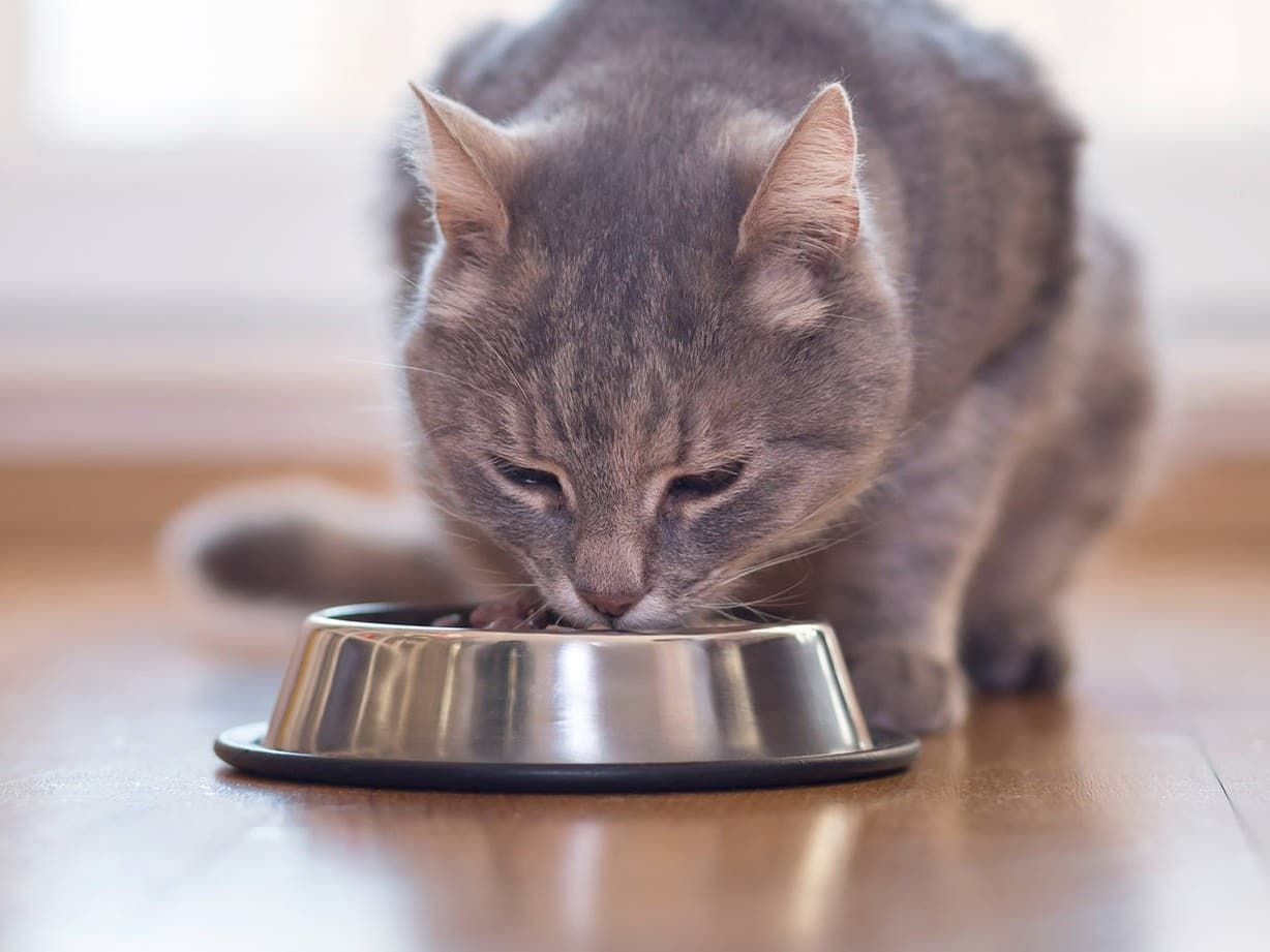 El Gato Sólo Come Salsa De La Comida Húmeda Qué Puedes Hacer Practical Tips 9869